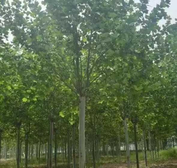 10公分法桐什么意思 什么的虫子