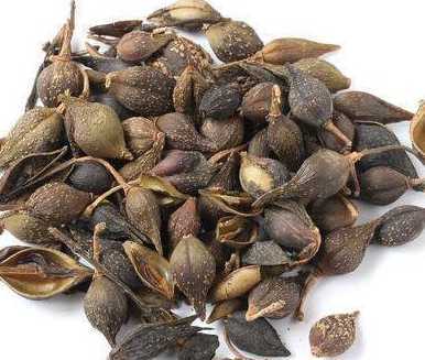 连翘种子什么时间成熟 连翘什么时候采摘