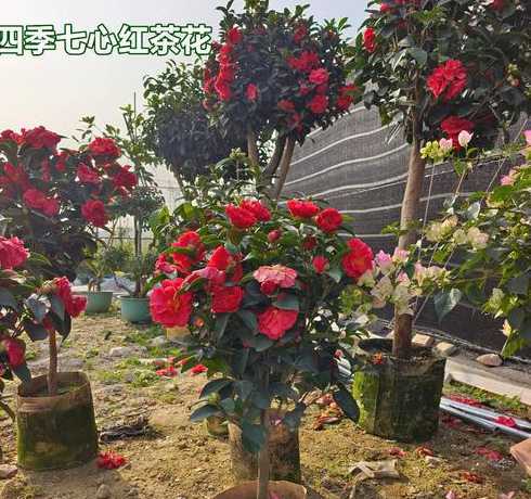 茶花怎么调节春节开花 茶花开花后怎样处理,如何才能延长花期呢