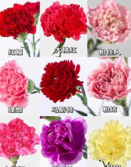 康乃馨什么几月份开花 康乃馨几月份开花