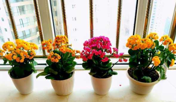 放什么花在房间有良缘 办公桌上放什么鲜花