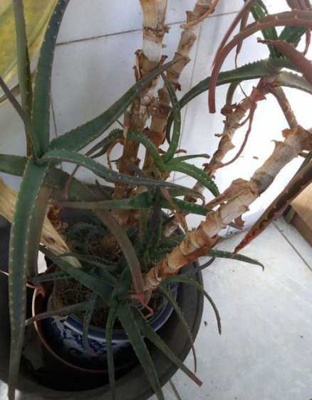 芦荟叶子发紫怎么处理 芦荟叶发紫是怎么回事