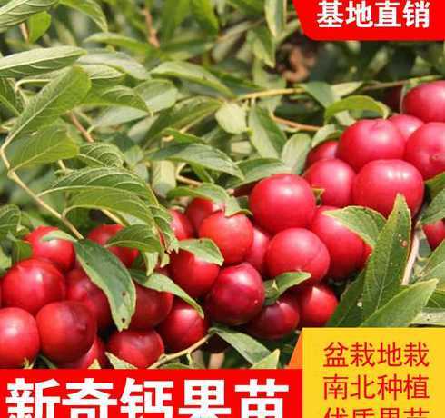 钙果苗品种多少钱一只 钙果苗什么品种最好