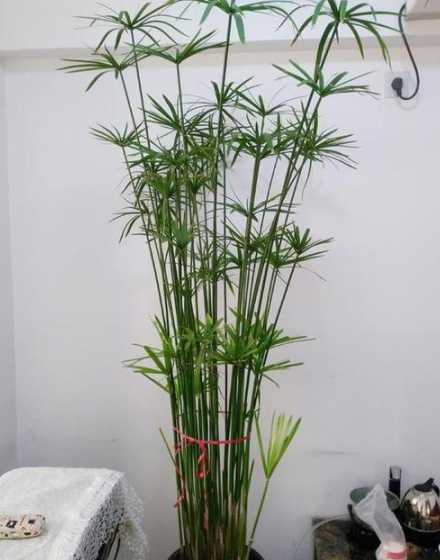 水竹用什么花盆放好看 办公室摆放什么植物风水好