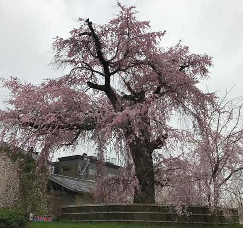 一棵樱花数大概多少钱 樱花树价格是多少钱一棵