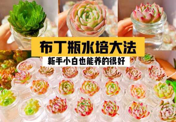 水培多肉植物怎么养殖 多肉植物可以水培吗,水培养殖方法和注意事项