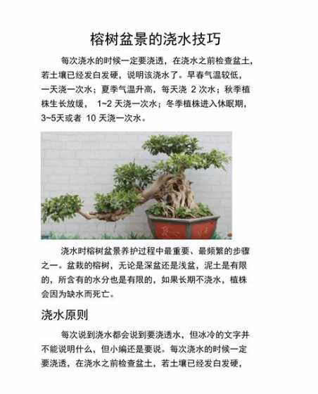 榕树苗移栽后怎么浇水 榕树的浇水时间和正确方法