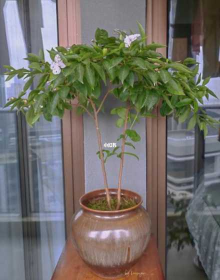 双色茉莉落叶怎么养护 双色茉莉怎么养双色茉莉到底咋养活
