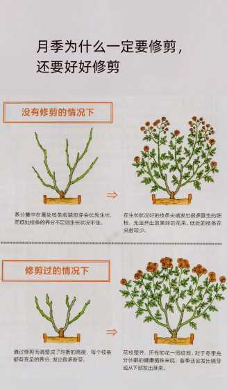 月季收货要剪花为什么 月季什么时候剪花