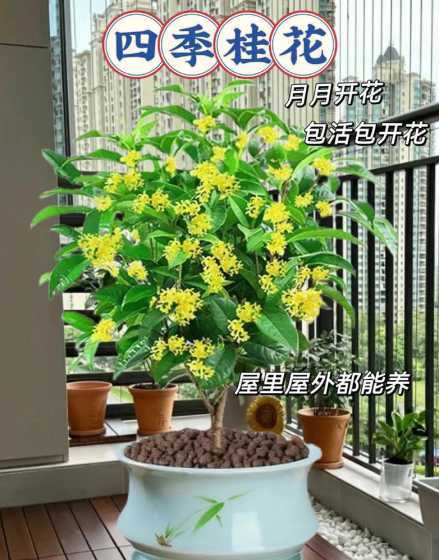 桂花树一亩地种多少棵 一亩地大概需要种植多少棵桂花树苗