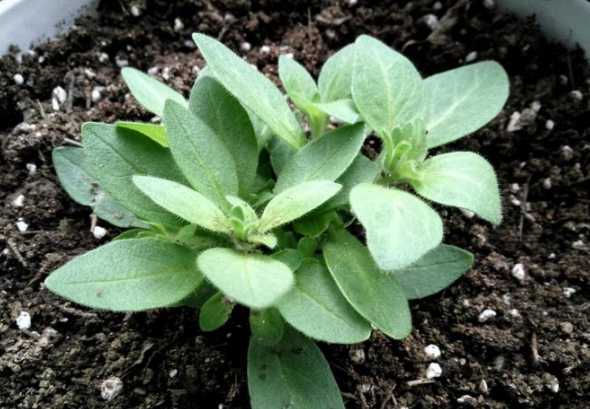 矮牵牛刚发芽怎么养护 养花新手求助,矮牵牛发芽土里有小飞虫子怎么办