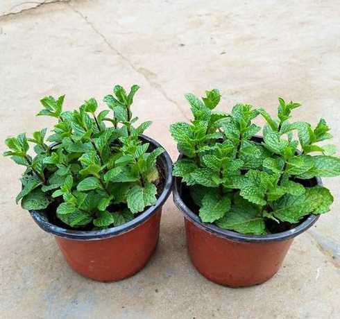 宿舍种什么植物有香气 宿舍里养什么花好