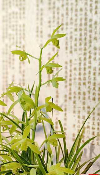 绍兴兰花的花语是什么 兰花花语和寓意