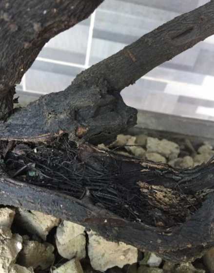 盆景树干开裂怎么处理 盆景果树树干的加工技术有哪些方法