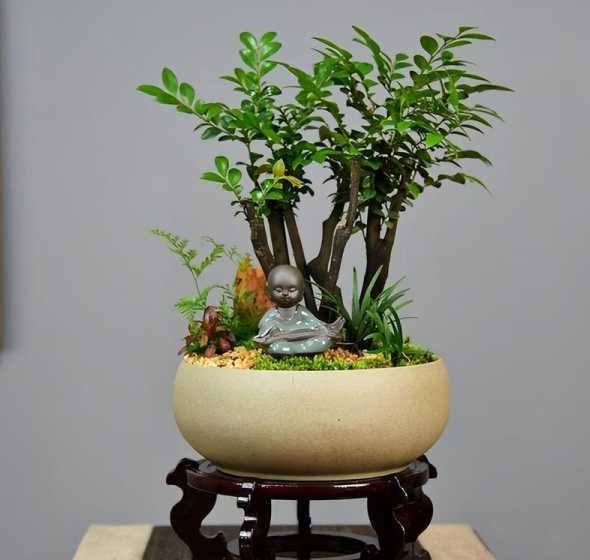 盆栽小叶紫檀开什么花 小叶紫檀如何盆栽