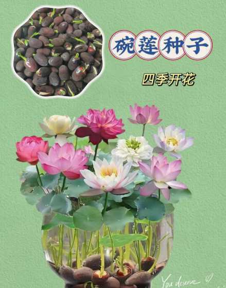 水生花卉种子如何保存 香雪兰种子如何保存
