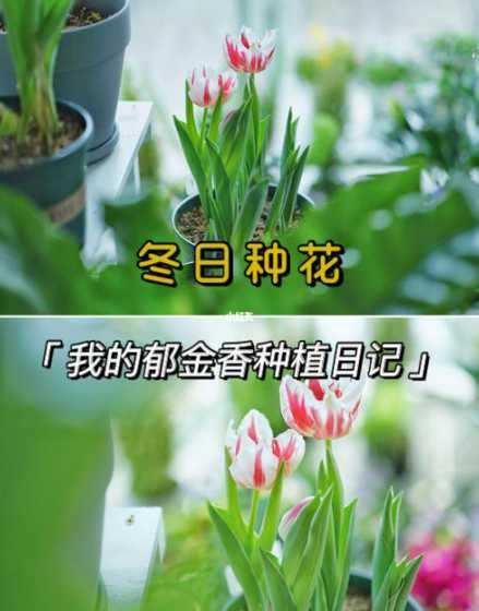 什么花春天播种冬天开 春夏秋冬都分别开什么花