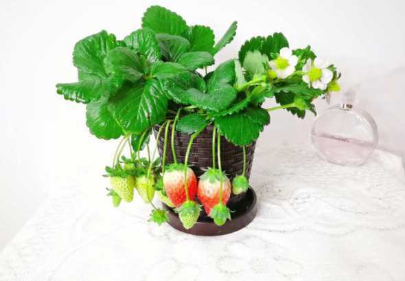 家里养草莓盆栽怎么养 盆栽草莓怎么养