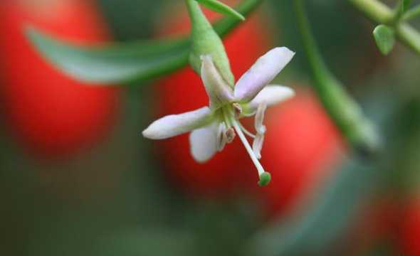 枸杞开的什么颜色的花 黑枸杞子的花什么颜色的