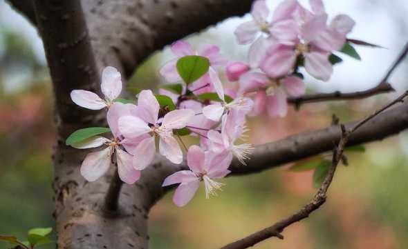 在春天开的花都有什么 春天开放的花都有哪些花