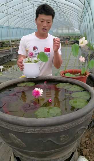鱼缸里养荷花怎么养殖 荷花能在鱼缸里养吗
