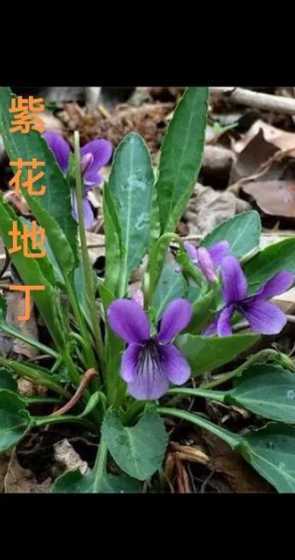 地丁花为什么要叫地丁 说说“地丁花”花名的含义是什么