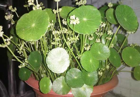铜钱草开花了怎么处理 铜钱草开花怎么处理 铜钱草开花的处理方式