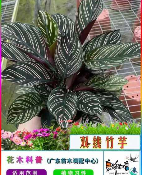 双线竹芋为什么没有线 双线竹芋的新芽长不大就干了什么原因