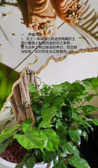 打大叶幸福树怎么样养 大叶幸福树和小叶幸福树可以嫁接吗