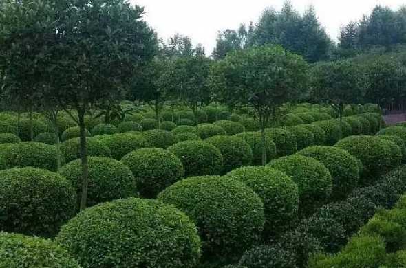 关于树苗种植前景如何 绿化树苗种植有多大利润