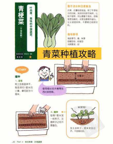 青菜盆栽怎么种植方法 求朋友告诉我盆栽青菜怎么种植