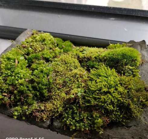 养花垫瓦片有什么作用 花盆里的陶粒到底有什么用有营养价值吗