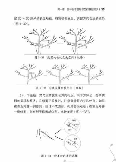 榉树移栽如何修剪树形 怎样移栽大榉树