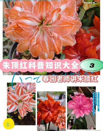 家养朱顶红有什么益处 家养朱顶红有毒吗