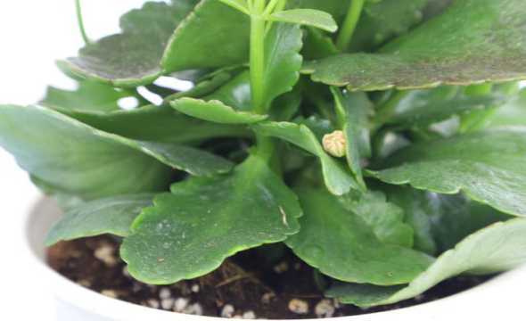 为什么长寿花花茎好长 长寿花的茎杆太长了怎么办(花茎长得太高不长叶子原因)