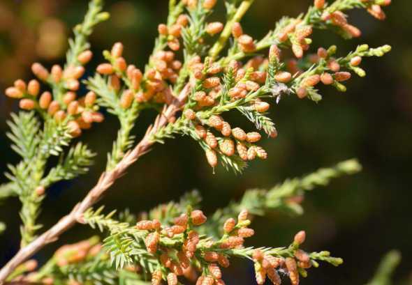 侧柏树的花能做什么用 侧柏的花语是什么,开花代表的花语和寓意