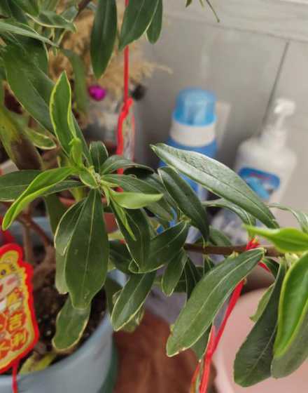 瑞香叶子发软什么原因 瑞香叶子发软有救么,怎么救活