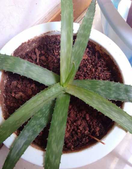 芦荟的水为什么会变黄 芦荟掰开后为什么流黄色的水