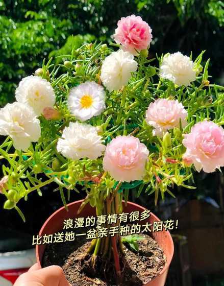 阳台适合放什么花种子 阳台种植什么种子 阳台适合种植的植物