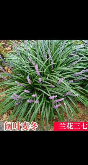 阔叶麦冬多少钱一公斤 麦冬苗多少钱一亩