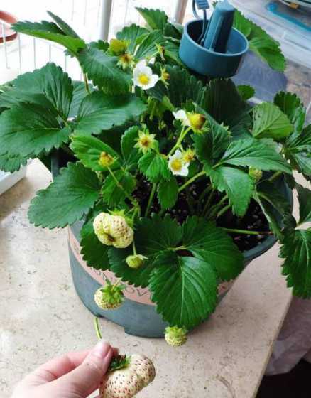 草莓夏天高温怎么养护 草莓夏天怎么管理