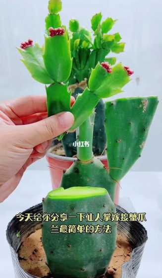 嫁接后蟹爪兰怎么养护 蟹爪兰嫁接后如何浇水