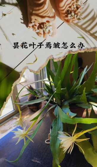 昙花的叶子蔫了怎么办 昙花叶子蔫皱怎么办