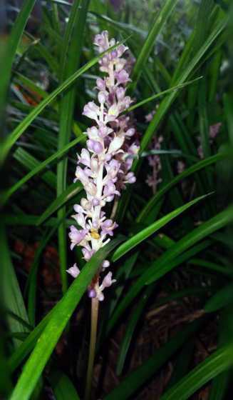 麦冬草的花是什么颜色 麦冬是什么样的植物