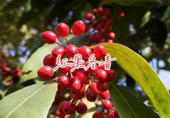 冬青红果怎么养殖方法 冬青红果怎么养