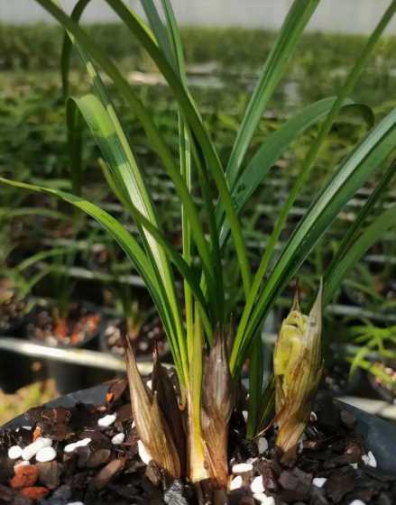 兰花从花苞是什么颜色 兰花花苞暗红色会开什么花