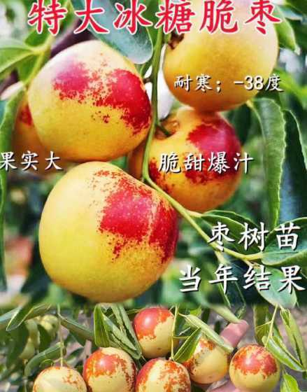 栽枣树苗应该注意什么 刚栽枣树苗多久浇一次水