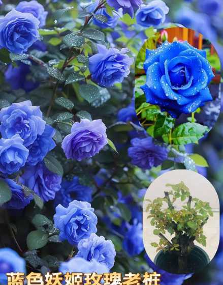 玫瑰花蓝色妖姬怎么样 蓝色妖姬玫瑰花表示什么3朵蓝色妖姬又是什么意思
