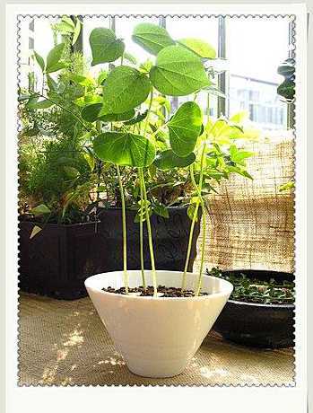 棉质土适合种什么植物 棉花适合什么土壤种植