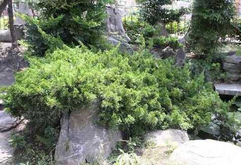 铺地柏和沙地柏哪个好 沙地柏和铺地柏的区别是什么